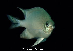 Damselfish taken with a compact and single strobe during ... by Paul Colley 